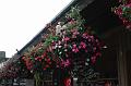 Chemainus (30)